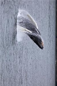 Humpback Whale Breec...