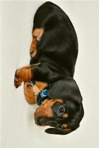 Floppy Eared Dachshu...