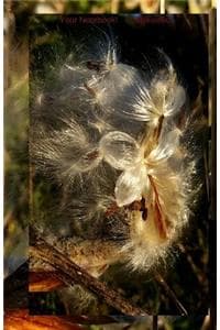 Your Notebook! Milkweed