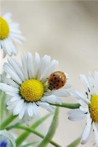 Daisy Flowers and La...
