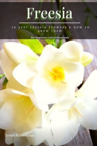Freesia