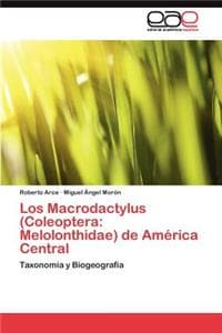 Macrodactylus (Coleoptera