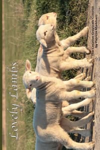 Lovely Lambs