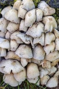 Mushrooms Cluster or...