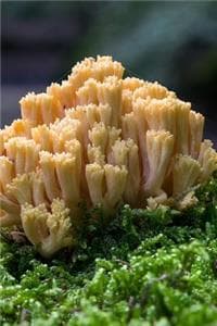 Coral Fungi Mushroom...
