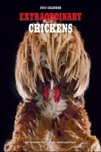 Extraordinary Chicke...