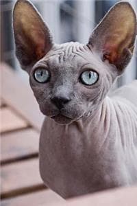Blue Eyed Hairless C...