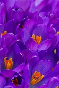 Crocus Notebook