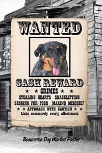 Beauceron Dog Wanted...