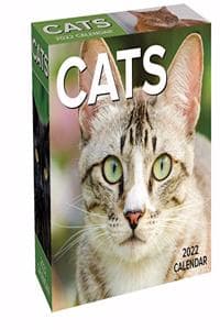 Cats 2022 Day-To-Day...