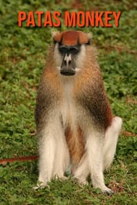 Patas Monkey