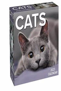 Cats 2023 Day-to-Day...