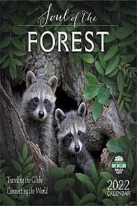 Soul of the Forest 2...