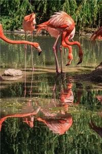 Flamingoes Notebook
