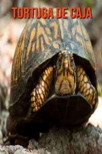Tortuga de caja
