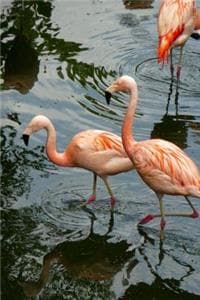 Pretty Pink Flamingo...