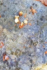 Acorn Pieces Rock Su...