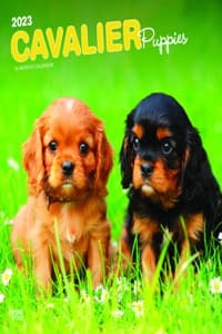 Cavalier King Charle...
