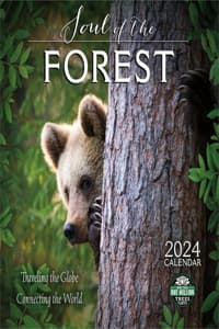 Soul of the Forest 2...